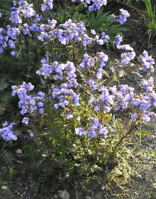 Blaublühende Jakobsleiter