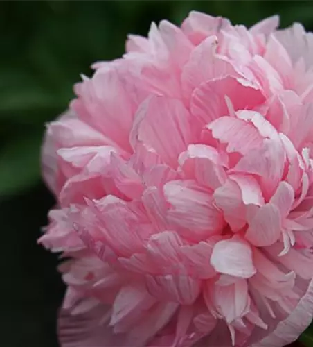 Bauerngarten-Pfingstrose 'Rosea Plena'