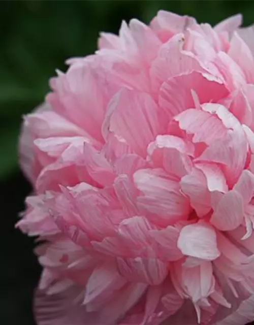 Bauerngarten-Pfingstrose 'Rosea Plena'