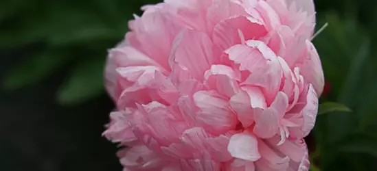 Bauerngarten-Pfingstrose 'Rosea Plena'