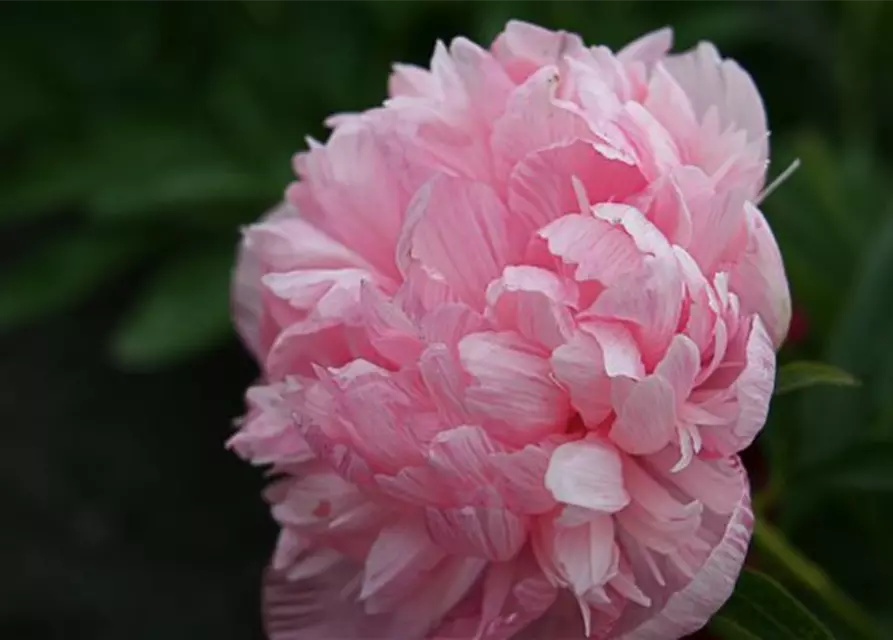 Bauerngarten-Pfingstrose 'Rosea Plena'