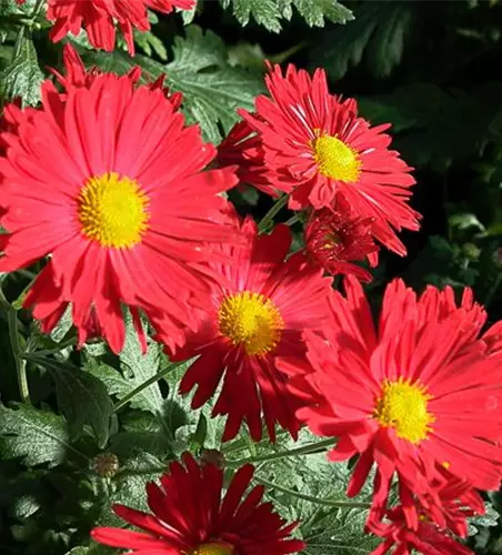 Chrysanthemum x hort.'Vesuv'