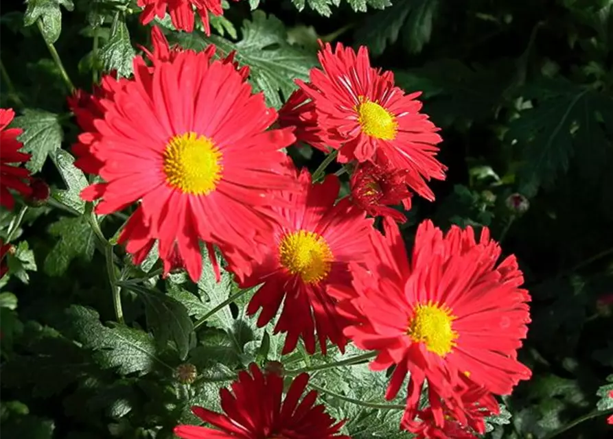 Chrysanthemum x hort.'Vesuv'