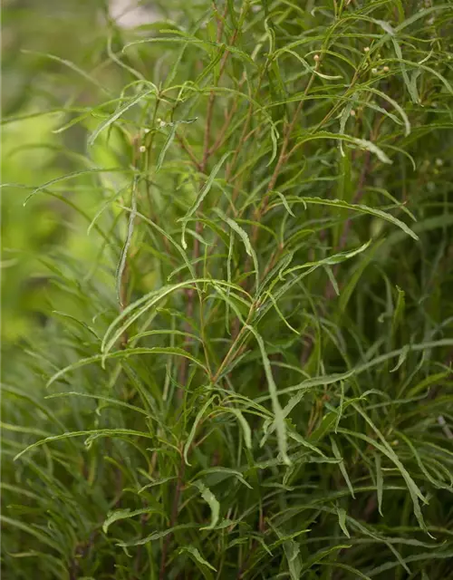 Rhamnus frangula 'Fine Line'®