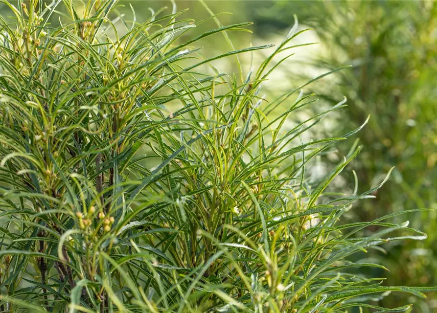 Rhamnus frangula 'Fine Line'®