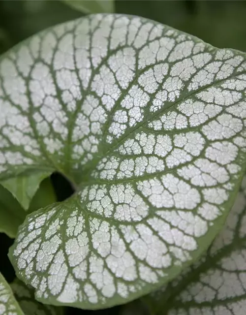 Brunnera macrophylla 'Jack Frost' -R-