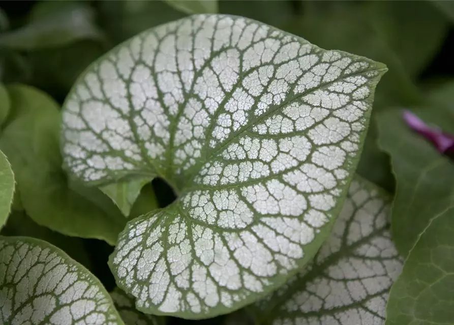 Brunnera macrophylla 'Jack Frost' -R-