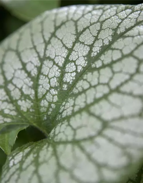 Brunnera macrophylla 'Jack Frost' -R-