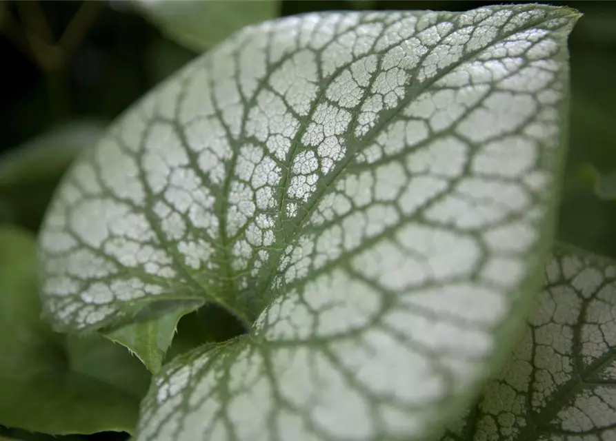 Brunnera macrophylla 'Jack Frost' -R-