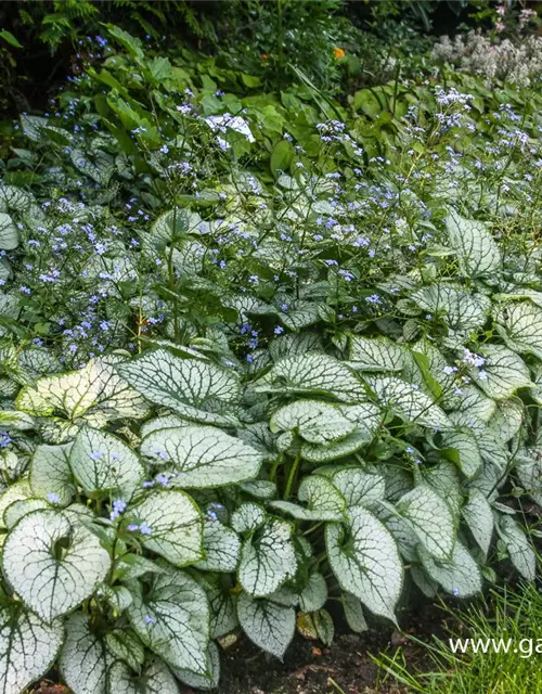 Brunnera macrophylla 'Jack Frost' -R-