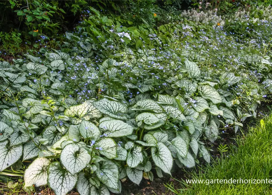 Brunnera macrophylla 'Jack Frost' -R-