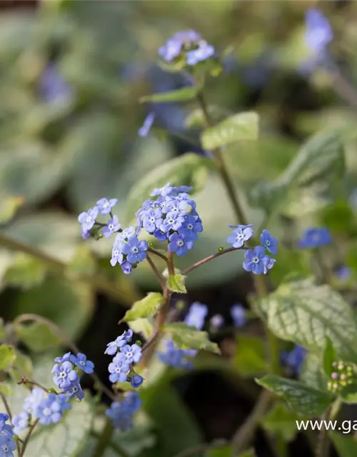 Brunnera macrophylla 'Jack Frost' -R-