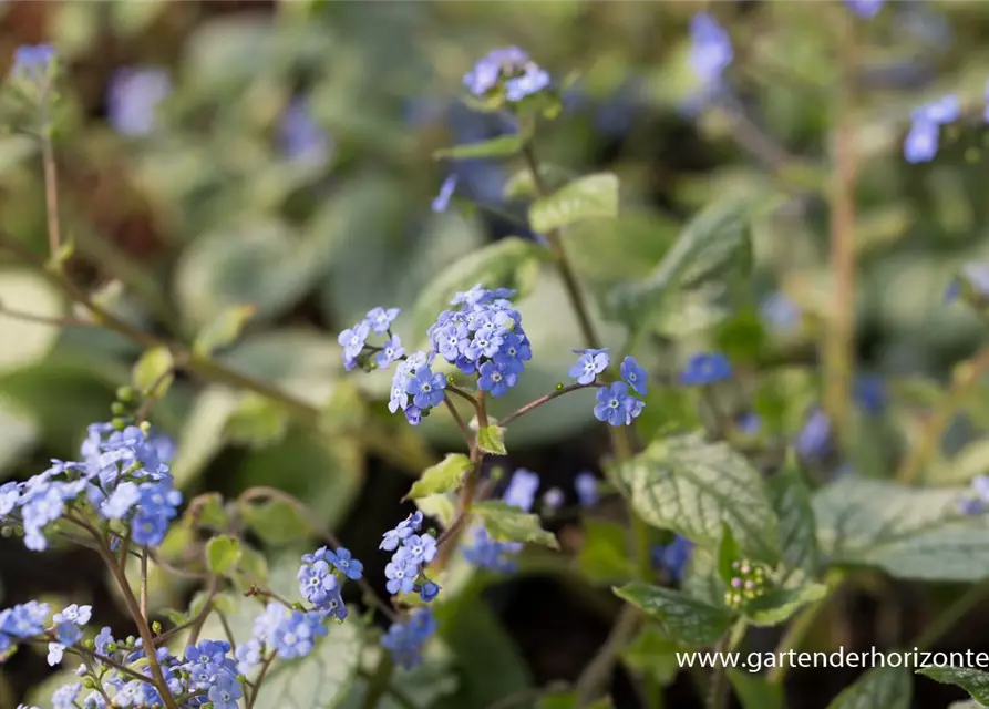 Brunnera macrophylla 'Jack Frost' -R-