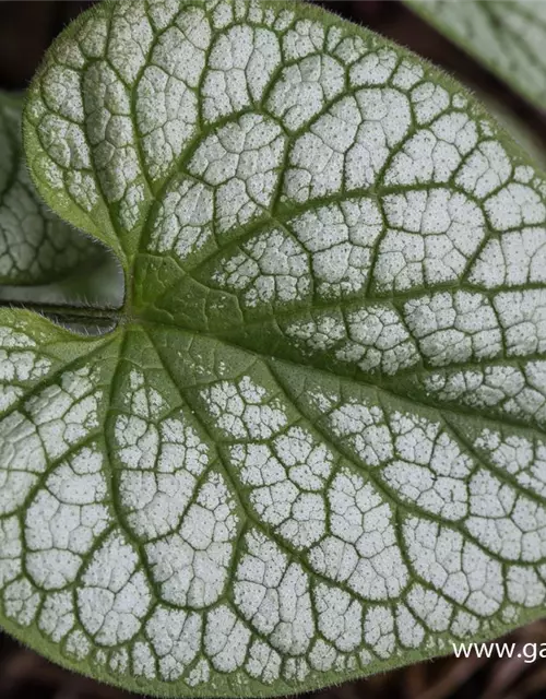 Brunnera macrophylla 'Jack Frost' -R-