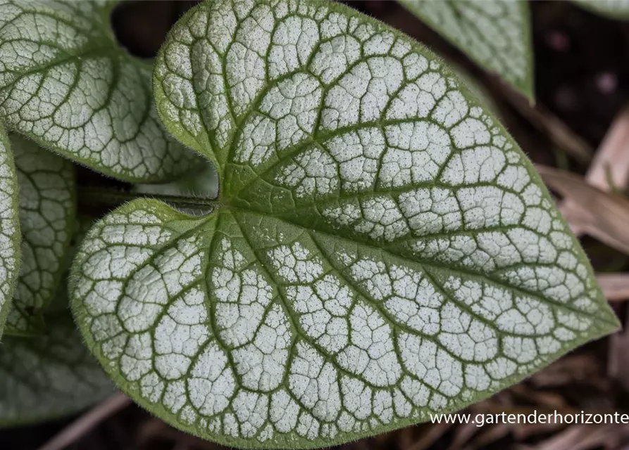 Brunnera macrophylla 'Jack Frost' -R-