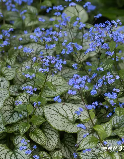 Brunnera macrophylla 'Jack Frost' -R-