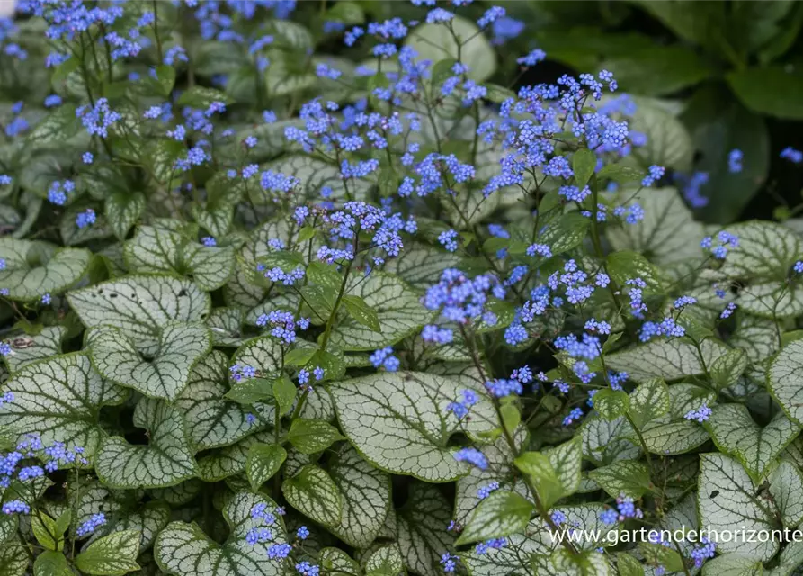 Brunnera macrophylla 'Jack Frost' -R-