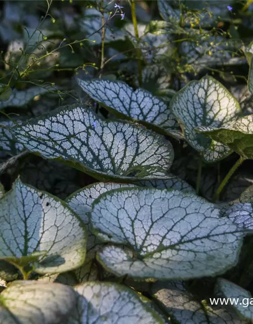 Brunnera macrophylla 'Jack Frost' -R-