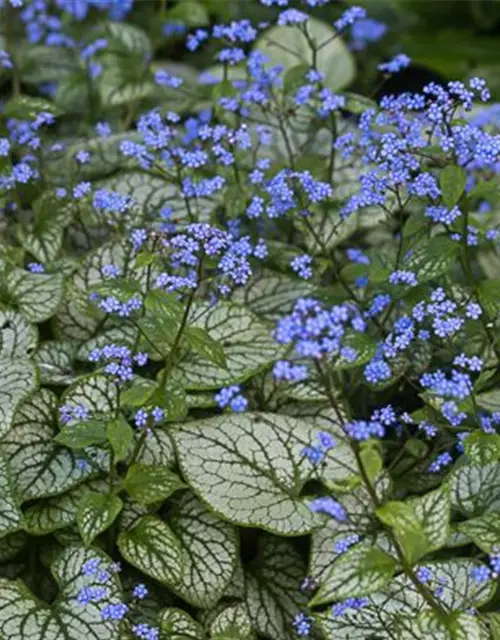 Brunnera macrophylla 'Jack Frost' -R-