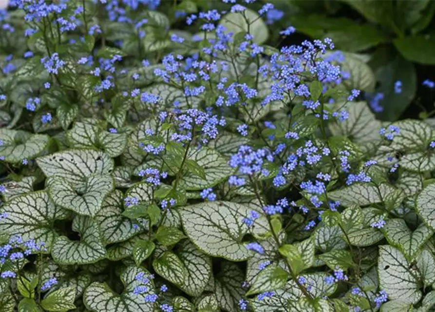 Brunnera macrophylla 'Jack Frost' -R-