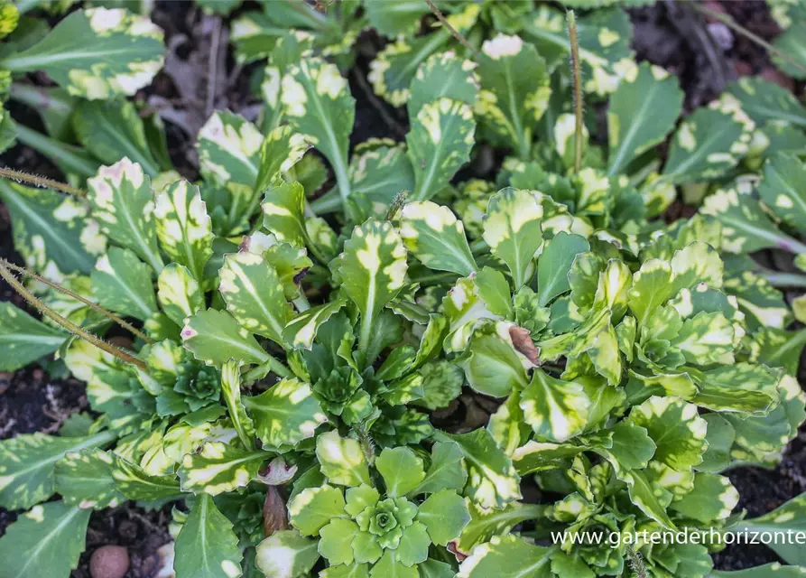 Bastard-Garten-Porzellanblümchen 'Aureopunctata'