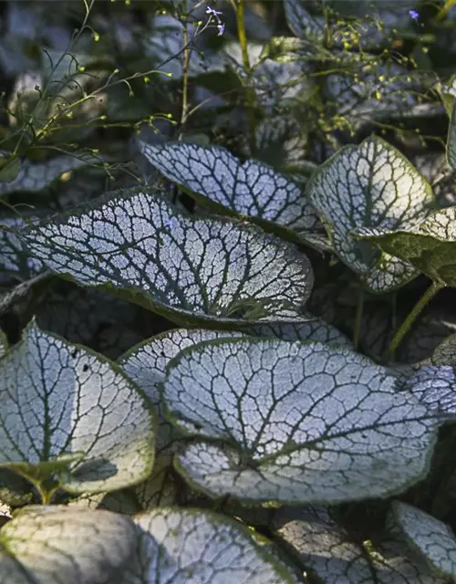 Brunnera macrophylla 'Jack Frost' -R-