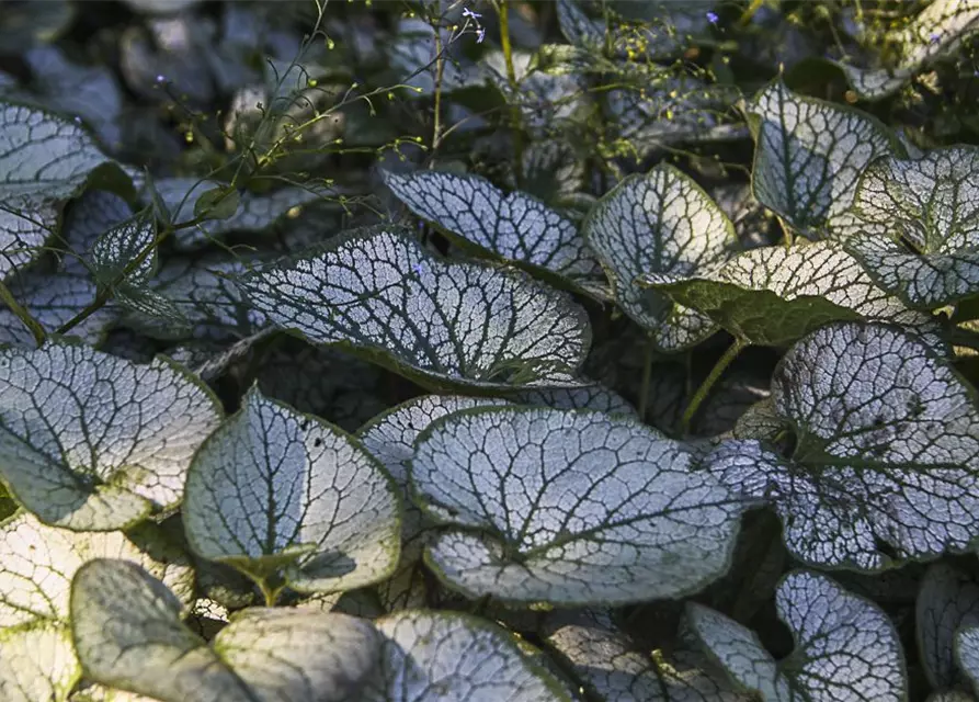 Brunnera macrophylla 'Jack Frost' -R-