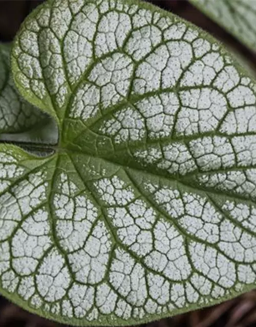 Brunnera macrophylla 'Jack Frost' -R-