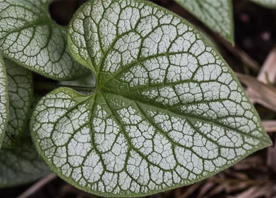 Brunnera macrophylla 'Jack Frost' -R-