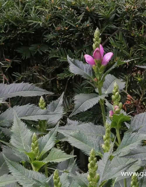 Chelone obliqua