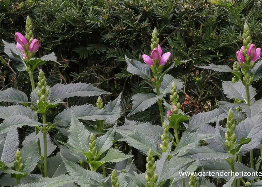 Chelone obliqua