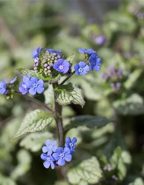 Brunnera macrophylla 'Jack Frost' -R-