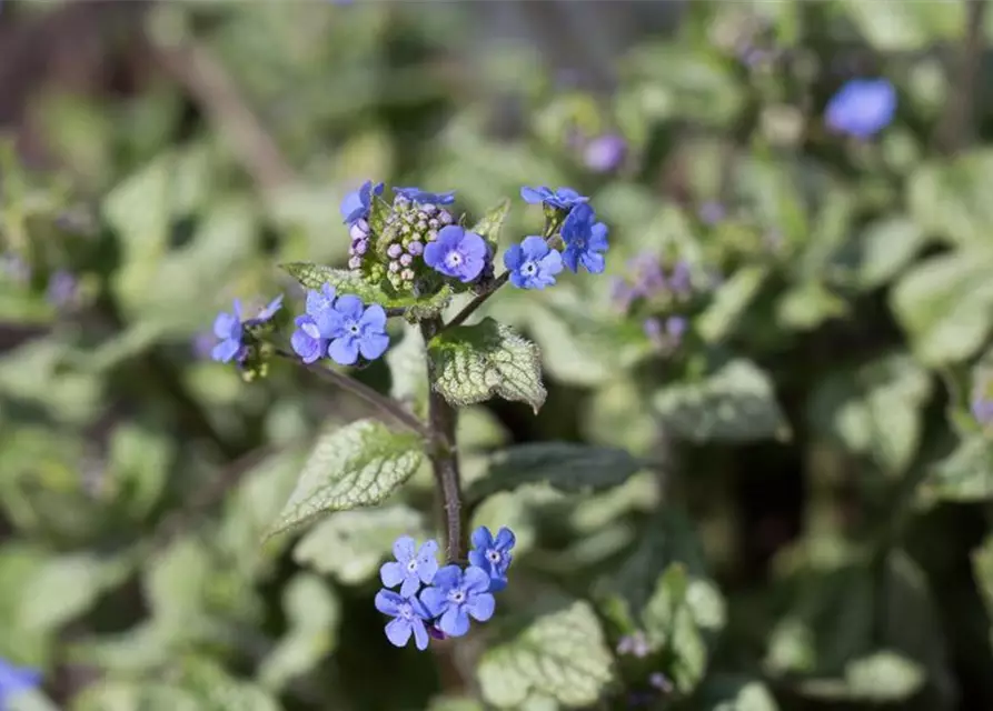 Brunnera macrophylla 'Jack Frost' -R-