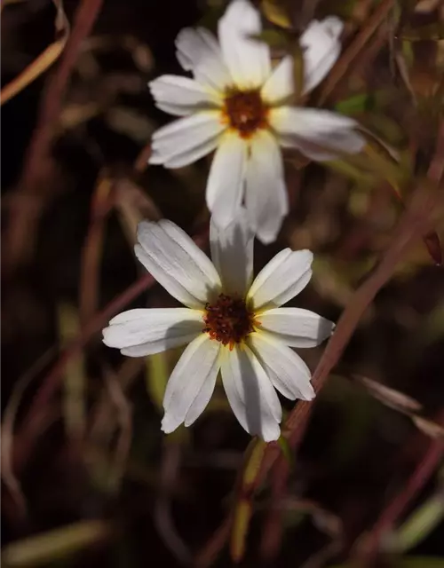 Coreopsis x cult. 'Fools Gold'