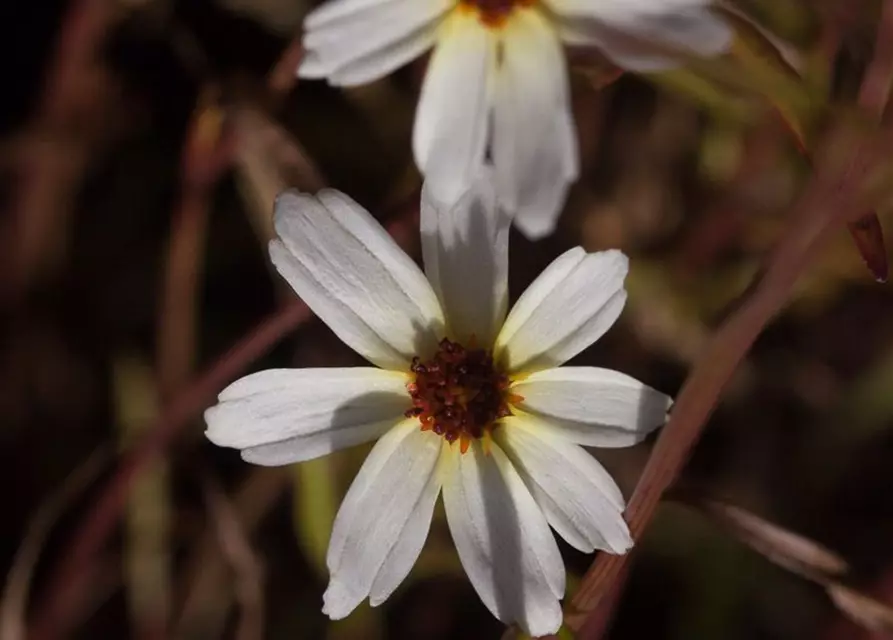 Coreopsis x cult. 'Fools Gold'