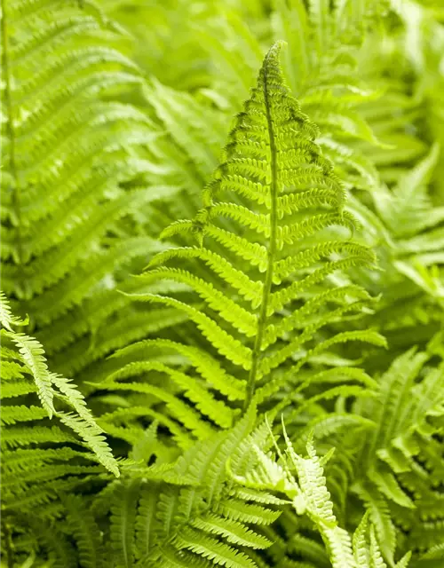 Athyrium filix-femina