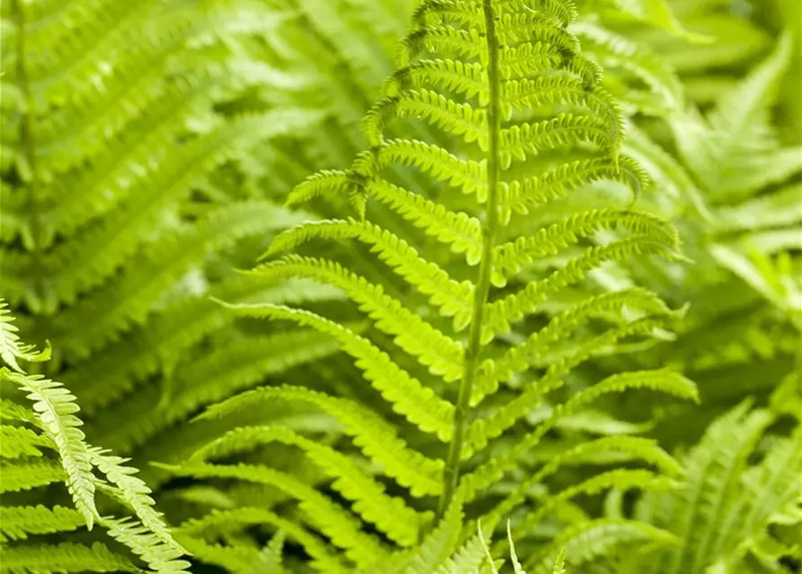 Athyrium filix-femina