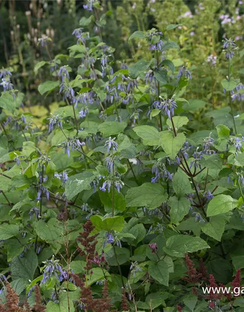 Clematis heracleifolia 'Cote d'Azur'