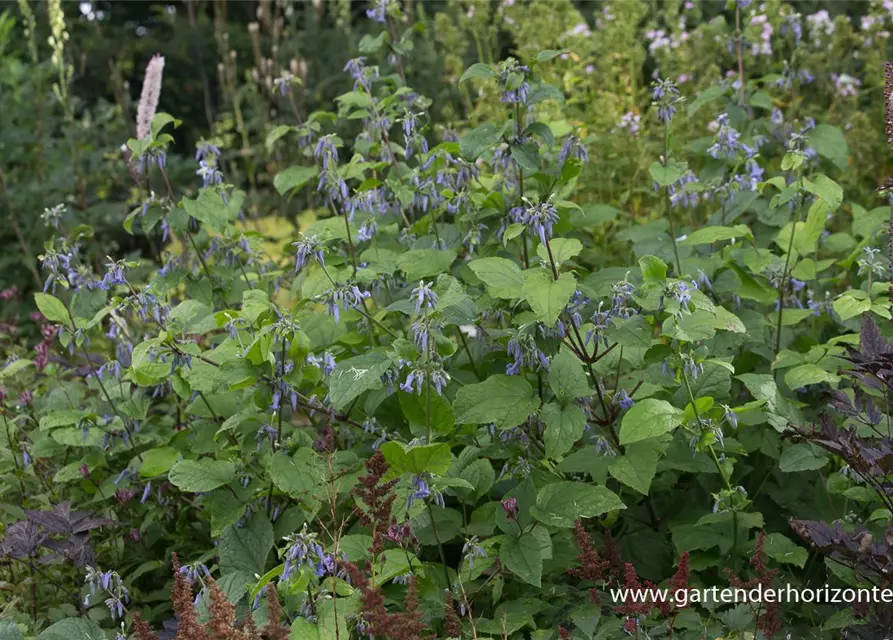 Clematis heracleifolia 'Cote d'Azur'