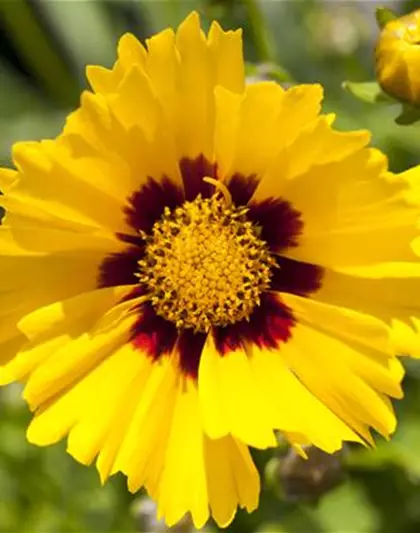 Coreopsis grandiflora 'Sonnenkind'