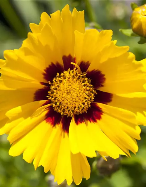 Coreopsis grandiflora 'Sonnenkind'