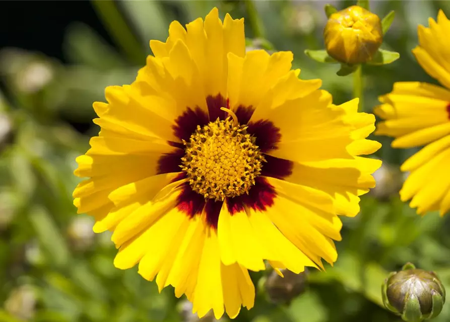 Coreopsis grandiflora 'Sonnenkind'