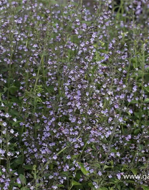 Calamintha nepeta 'Blue Cloud'