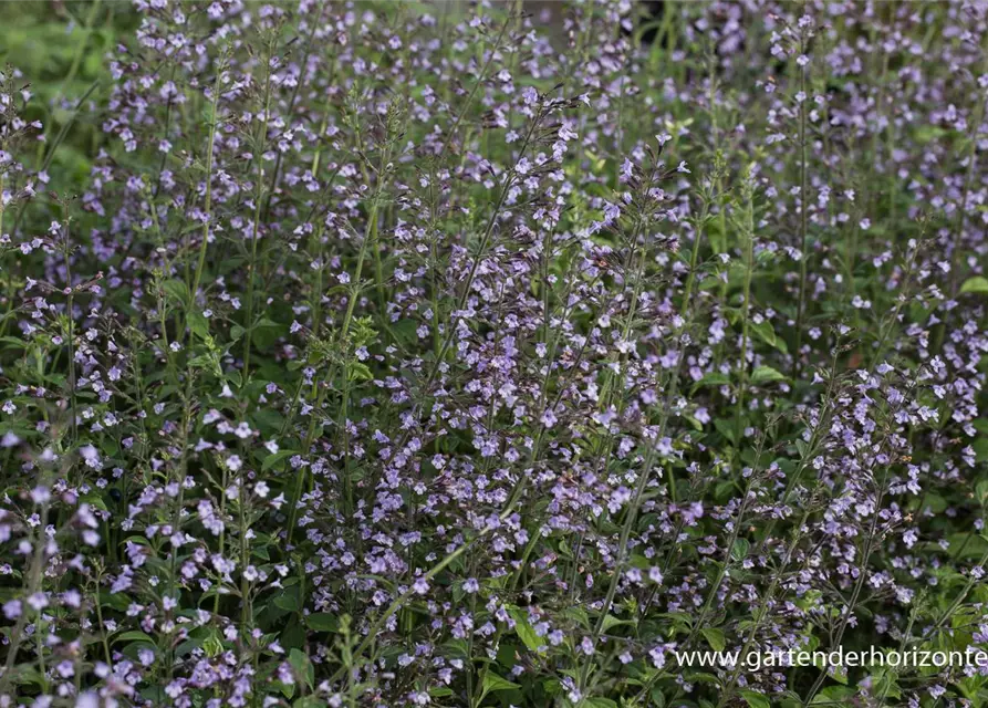 Calamintha nepeta 'Blue Cloud'