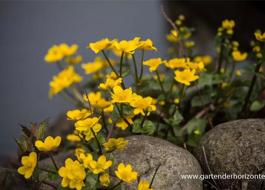 Caltha palustris