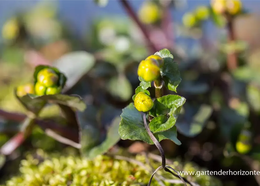 Caltha palustris