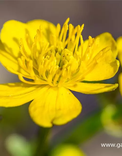 Caltha palustris