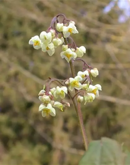 Flaumige Elfenblume