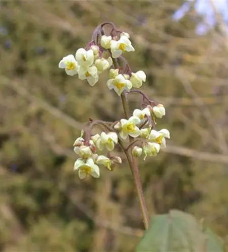 Flaumige Elfenblume