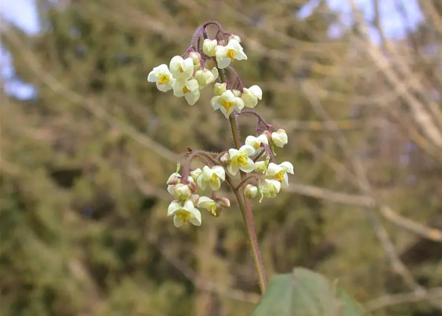 Flaumige Elfenblume